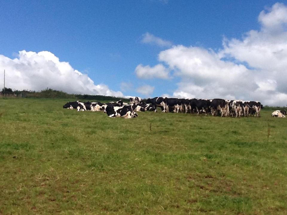 קרדיטון North Hollacombe Farm מראה חיצוני תמונה